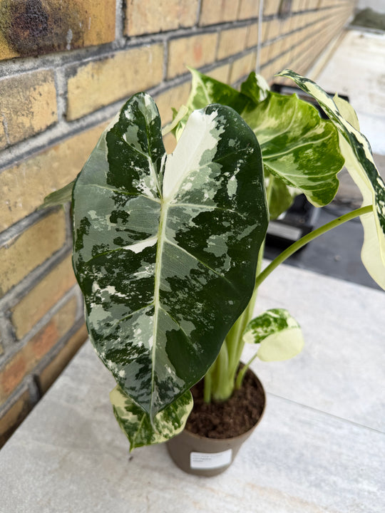 Alocasia frydek Variegata