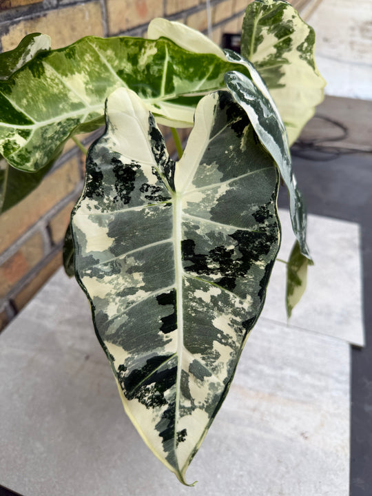 Alocasia frydek Variegata
