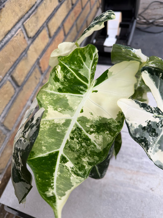 Alocasia frydek Variegata