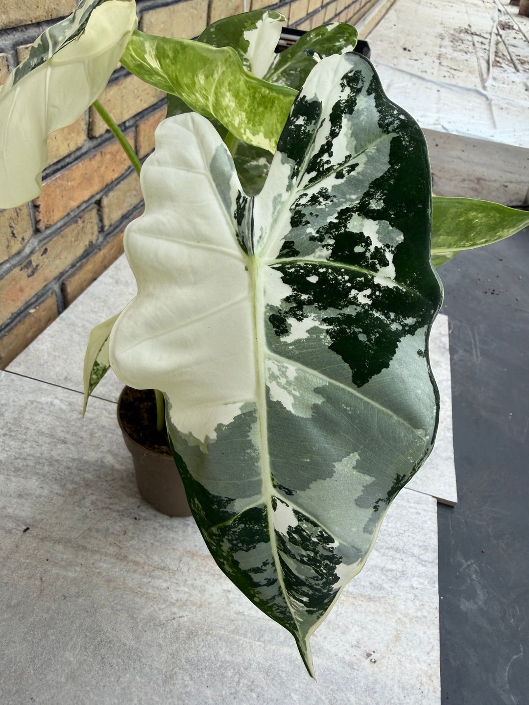 Alocasia frydek Variegata