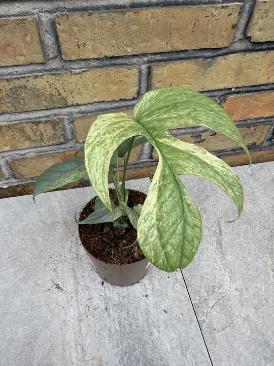 Amydrium silver variagata