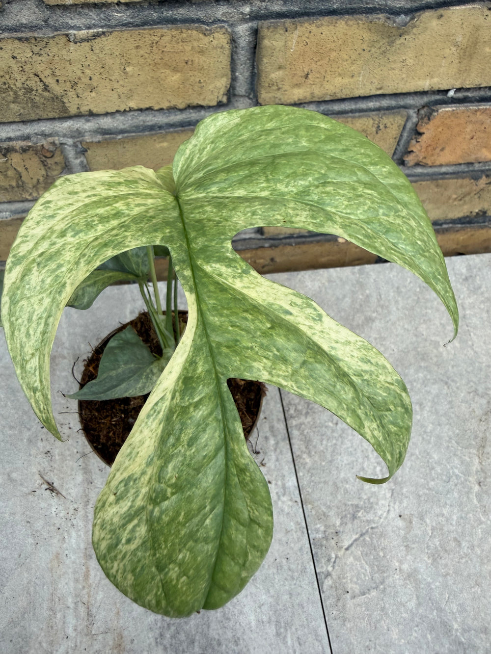 Amydrium silver variagata