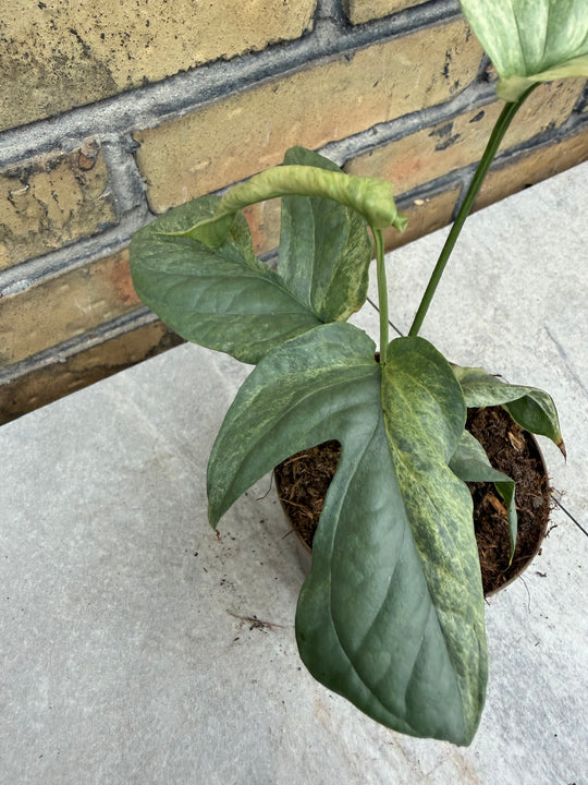 Amydrium silver variagata
