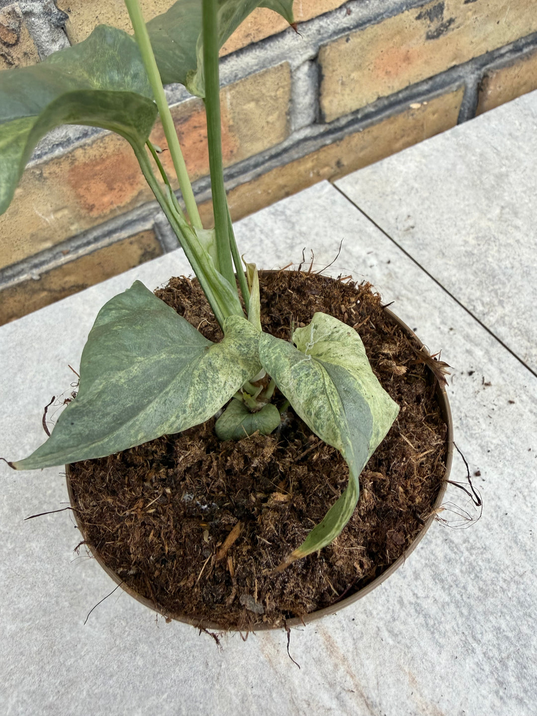 Amydrium silver variagata
