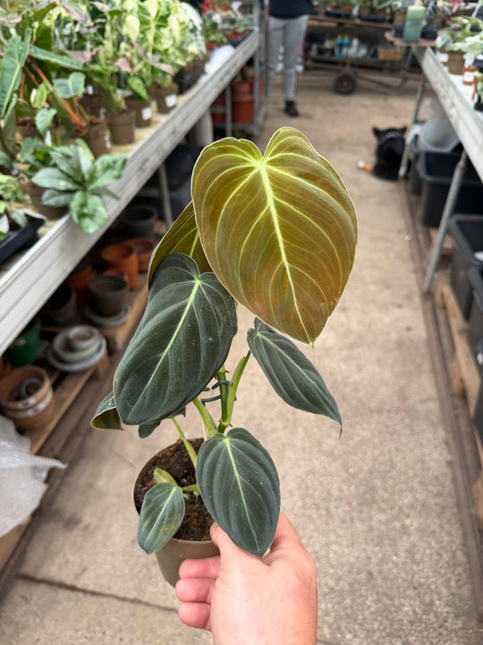 Philodendron melanochrysum