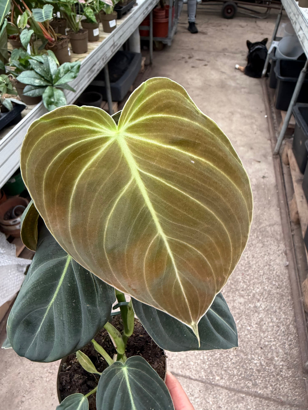 Philodendron melanochrysum