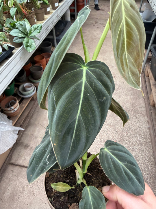 Philodendron melanochrysum