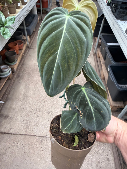 Philodendron melanochrysum