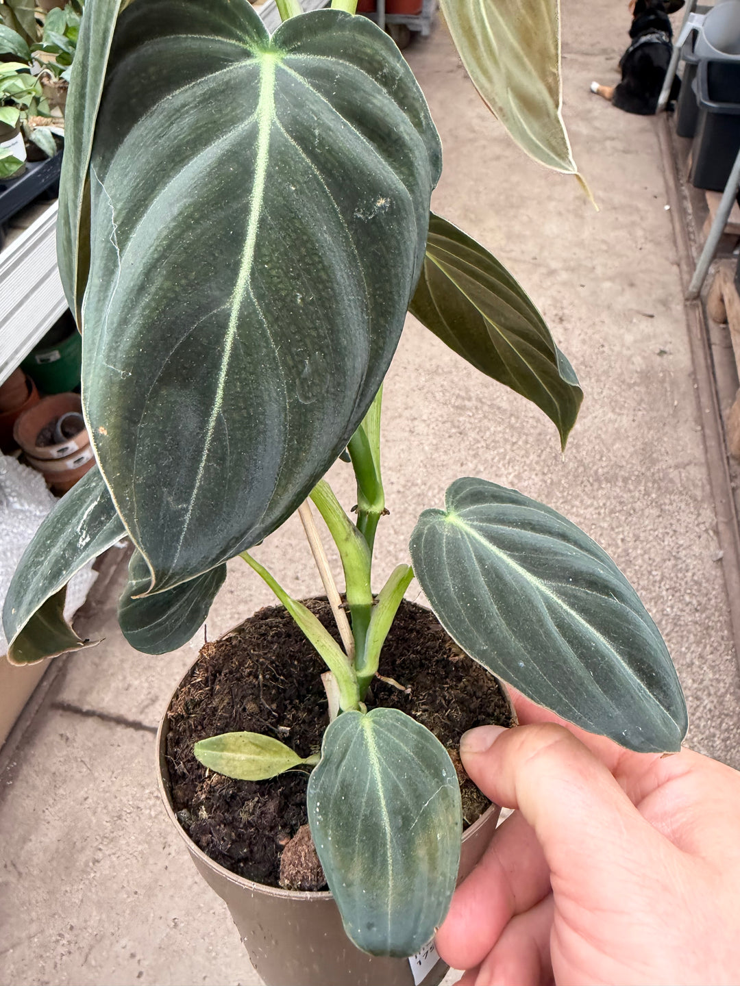Philodendron melanochrysum