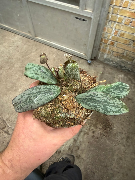 Hoya sigilatis silver