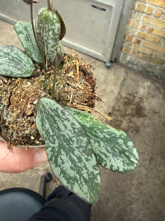 Hoya sigilatis silver