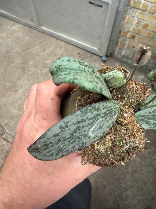 Hoya sigilatis silver