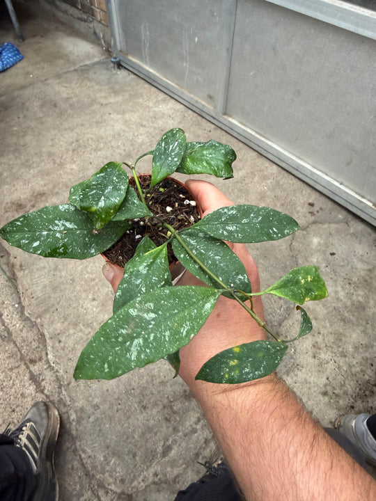 Hoya multiflora silver splash