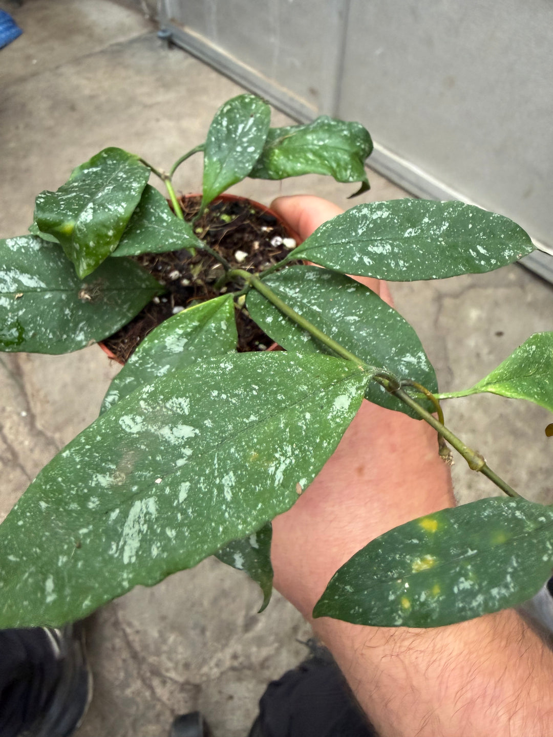 Hoya multiflora silver splash