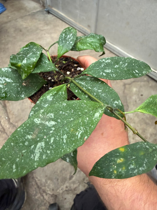 Hoya multiflora silver splash