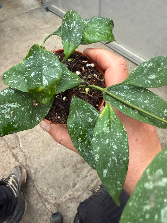 Hoya multiflora silver splash