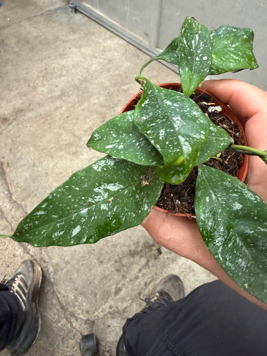 Hoya multiflora silver splash