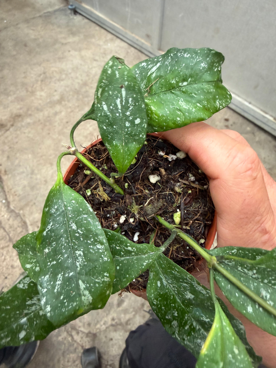 Hoya multiflora silver splash