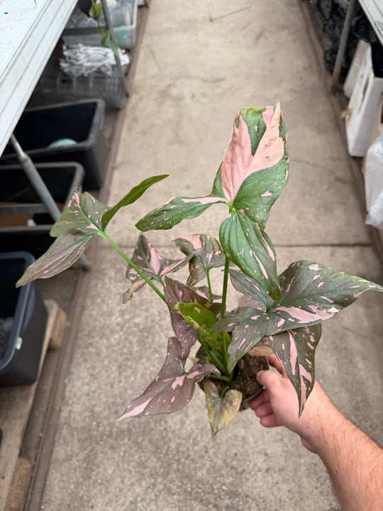 Syngonium pink splash