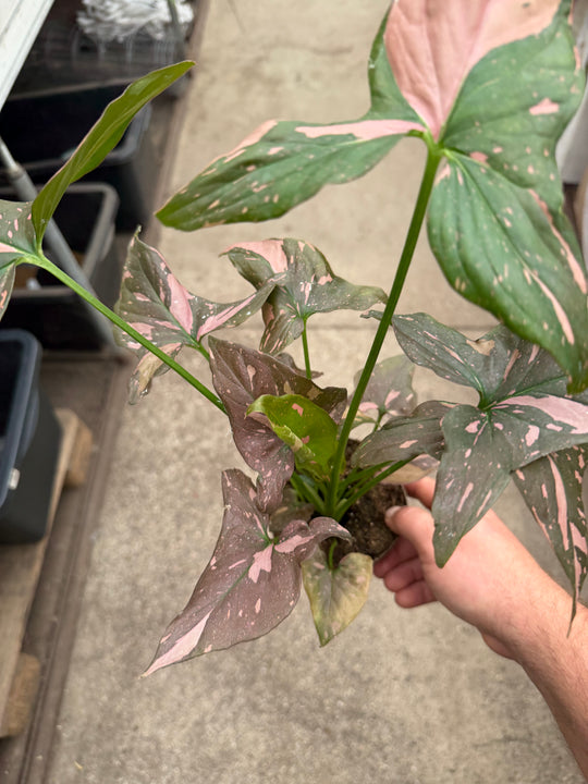 Syngonium pink splash