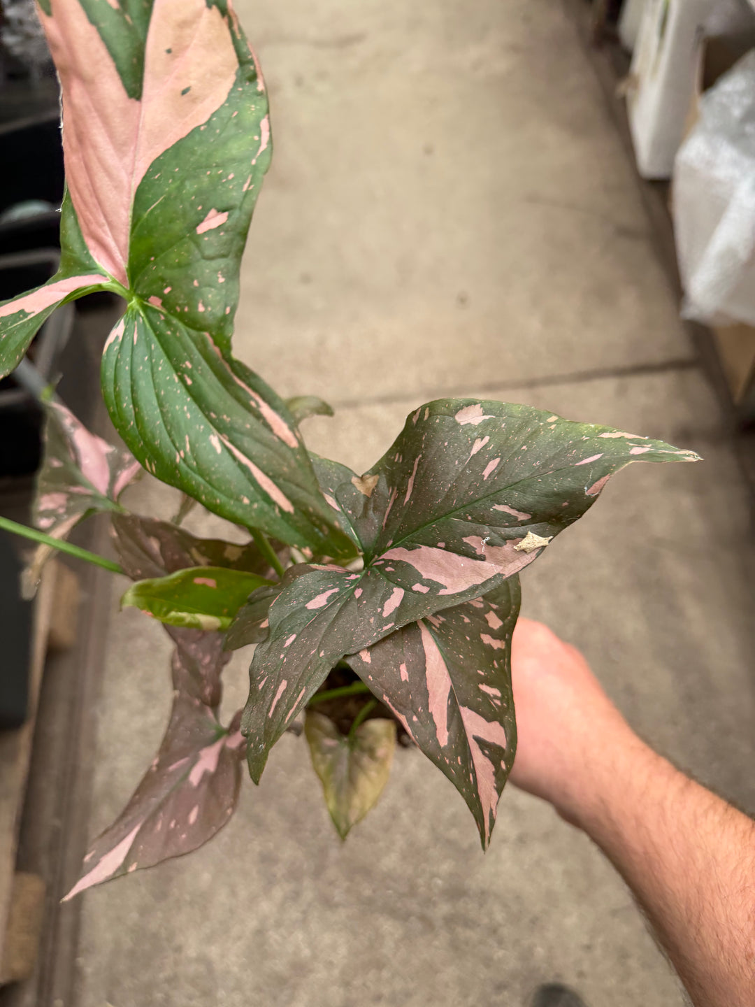 Syngonium pink splash
