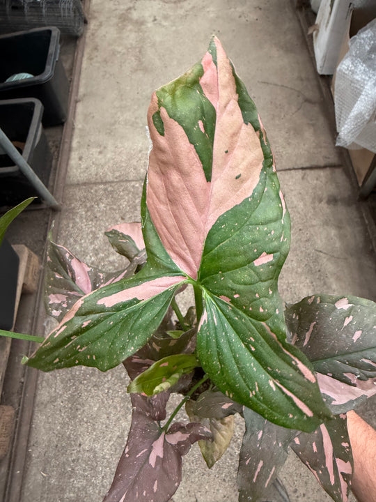 Syngonium pink splash