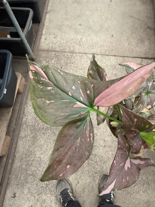 Syngonium pink splash