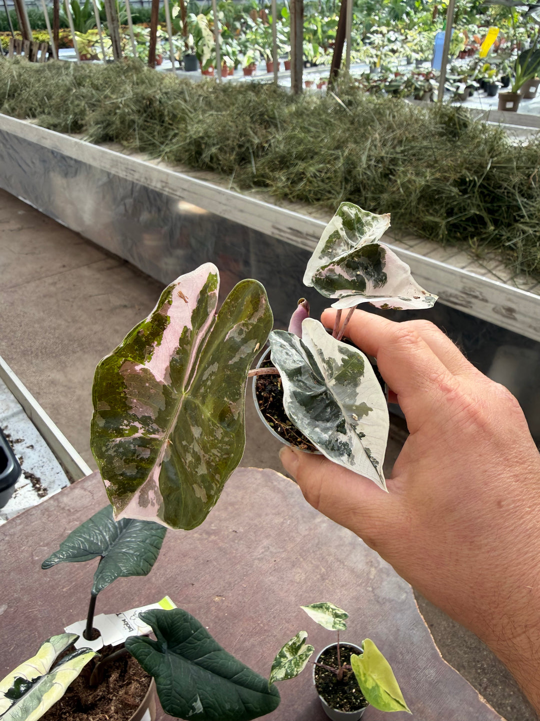 Alocasia pseudo sandriana pink