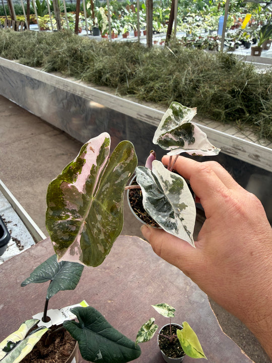 Alocasia pseudo sandriana pink