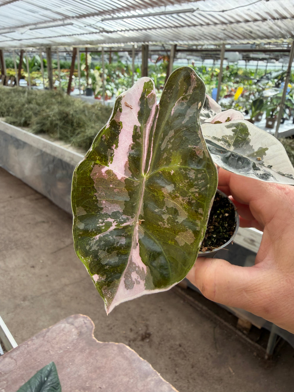 Alocasia pseudo sandriana pink