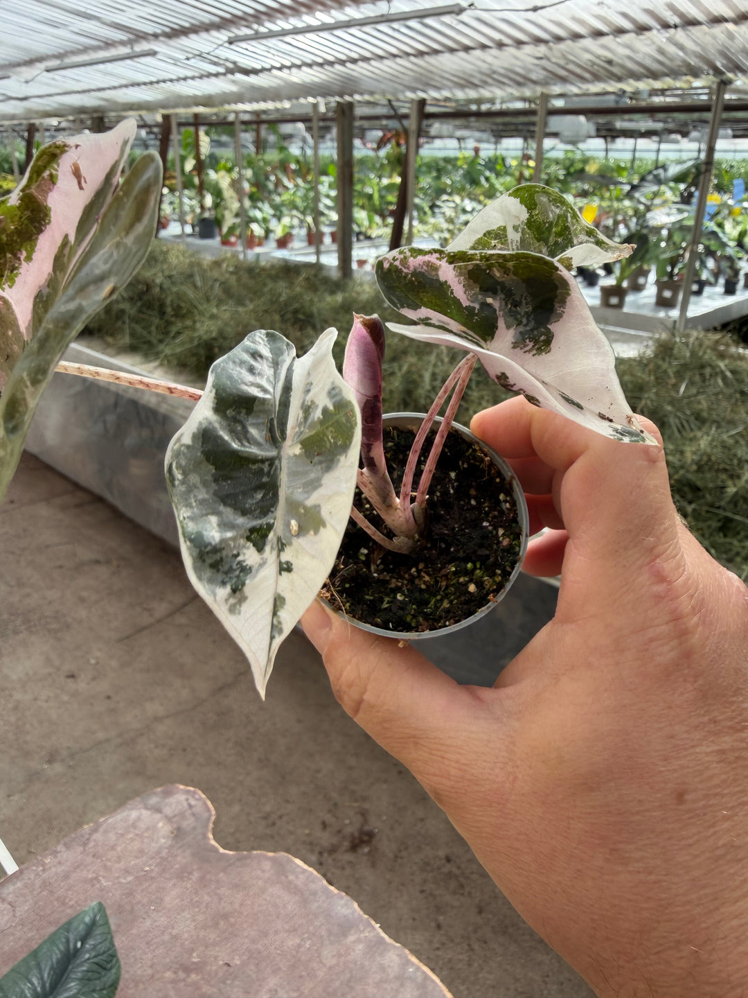 Alocasia pseudo sandriana pink
