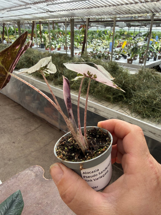 Alocasia pseudo sandriana pink