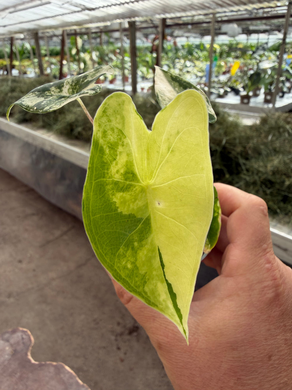Alocasia zabrina Aurea
