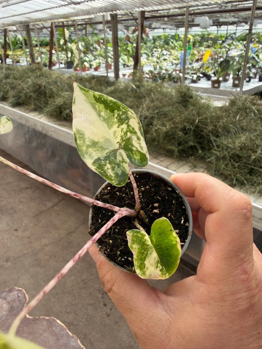 Alocasia zabrina Aurea