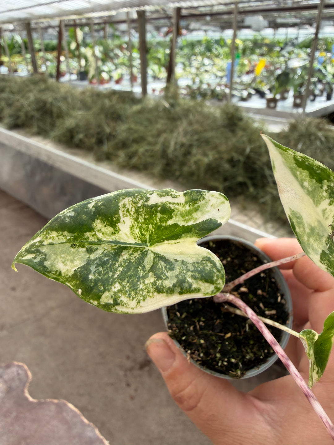 Alocasia zabrina Aurea