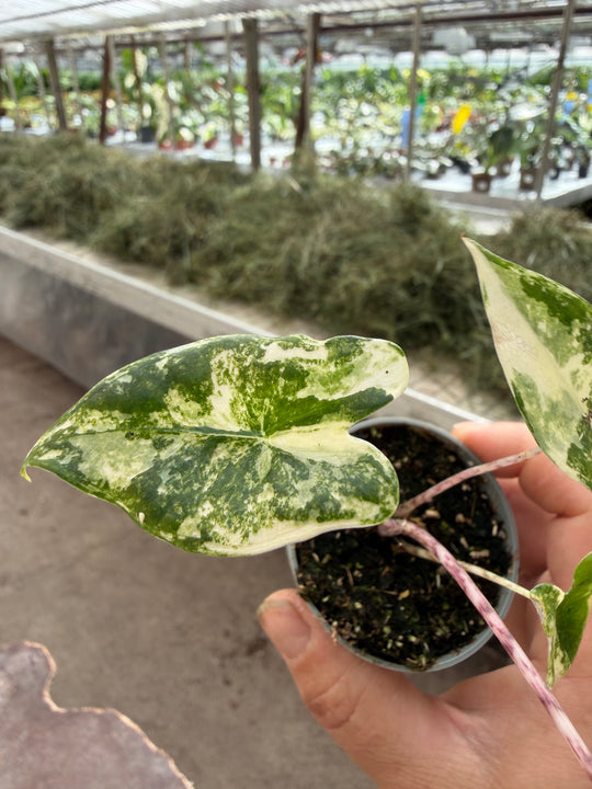 Alocasia zabrina Aurea