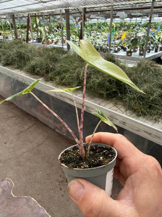 Alocasia zabrina Aurea