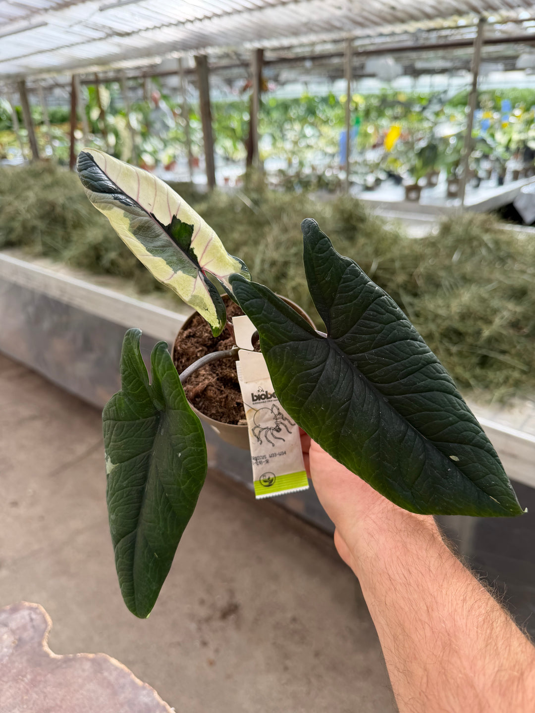 Alocasia Scalprum albo