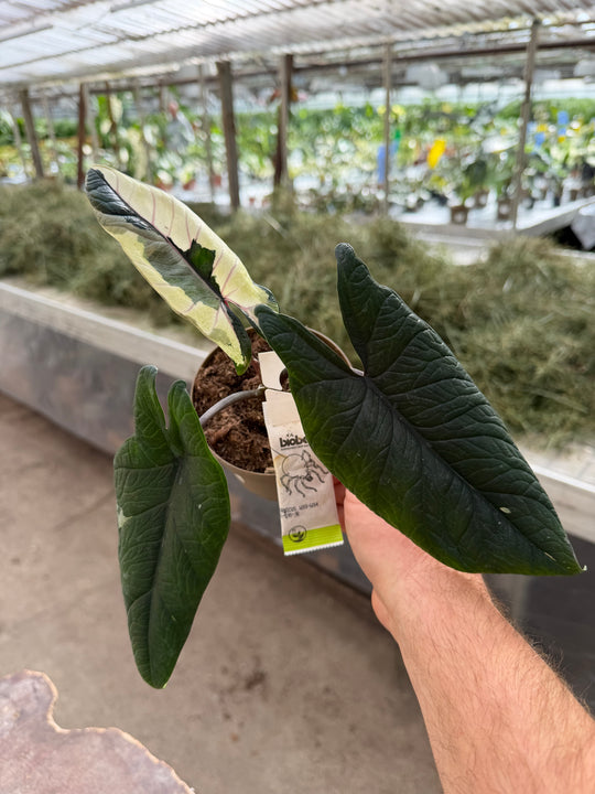 Alocasia Scalprum albo