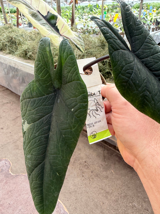 Alocasia Scalprum albo
