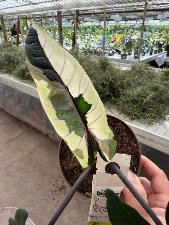 Alocasia Scalprum albo