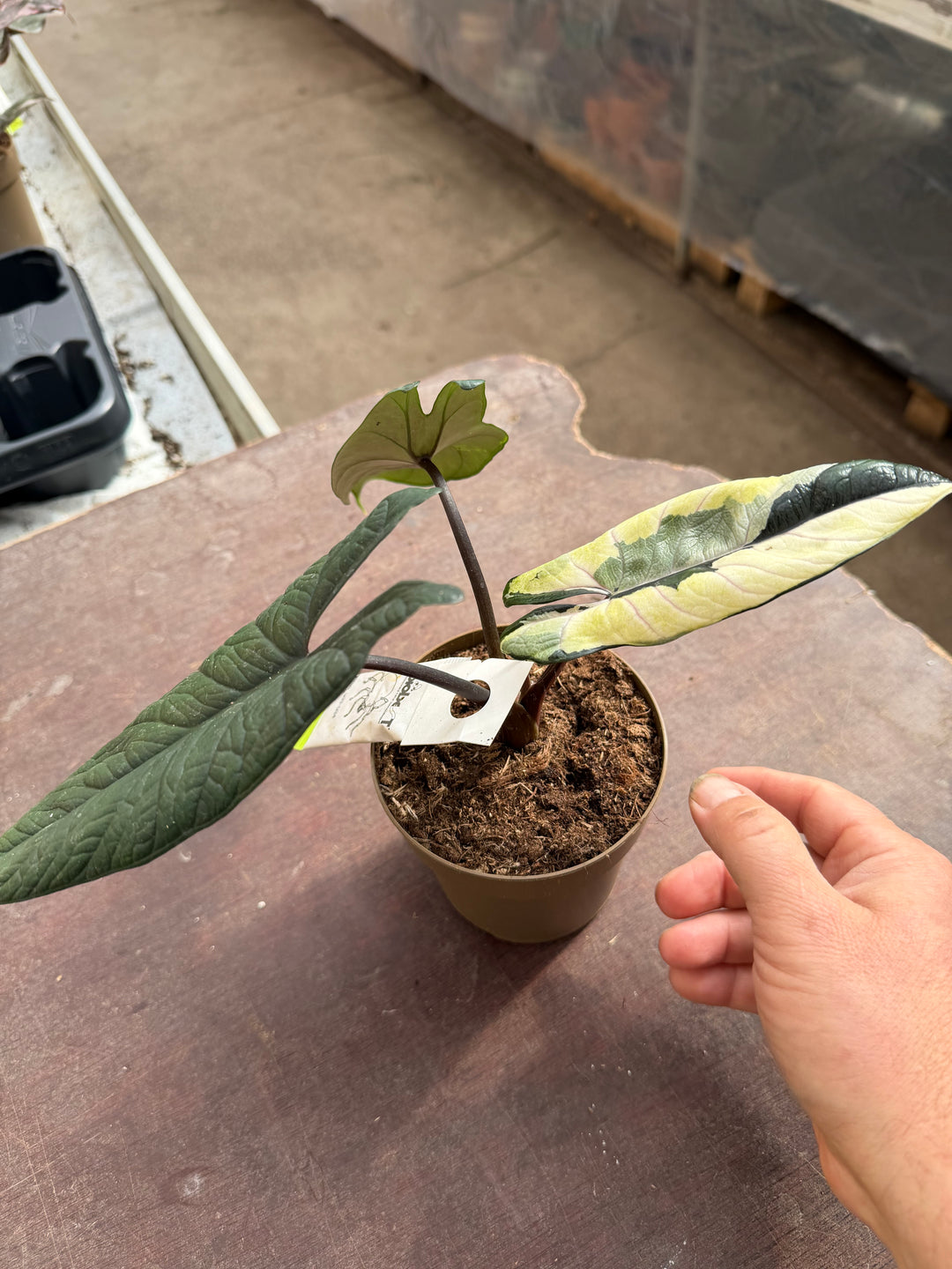 Alocasia Scalprum albo