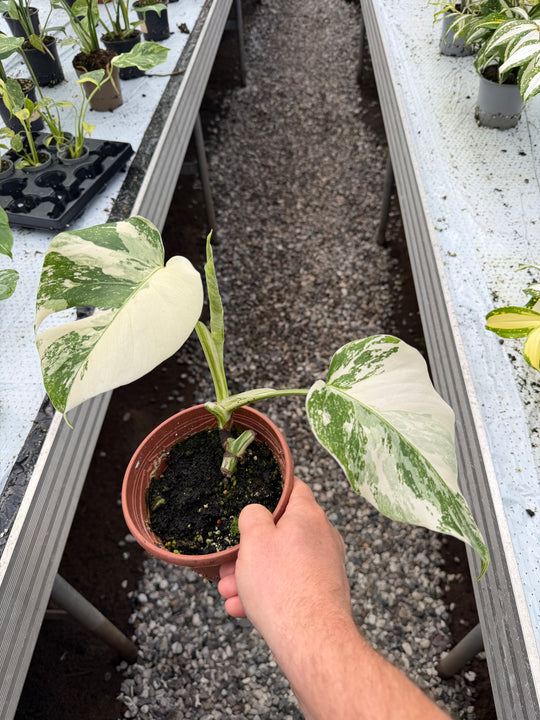Monstera albo