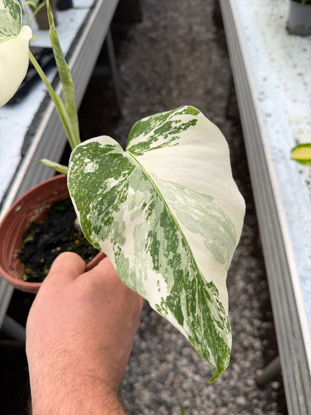 Monstera albo