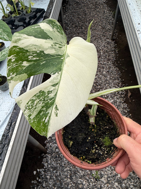 Monstera albo