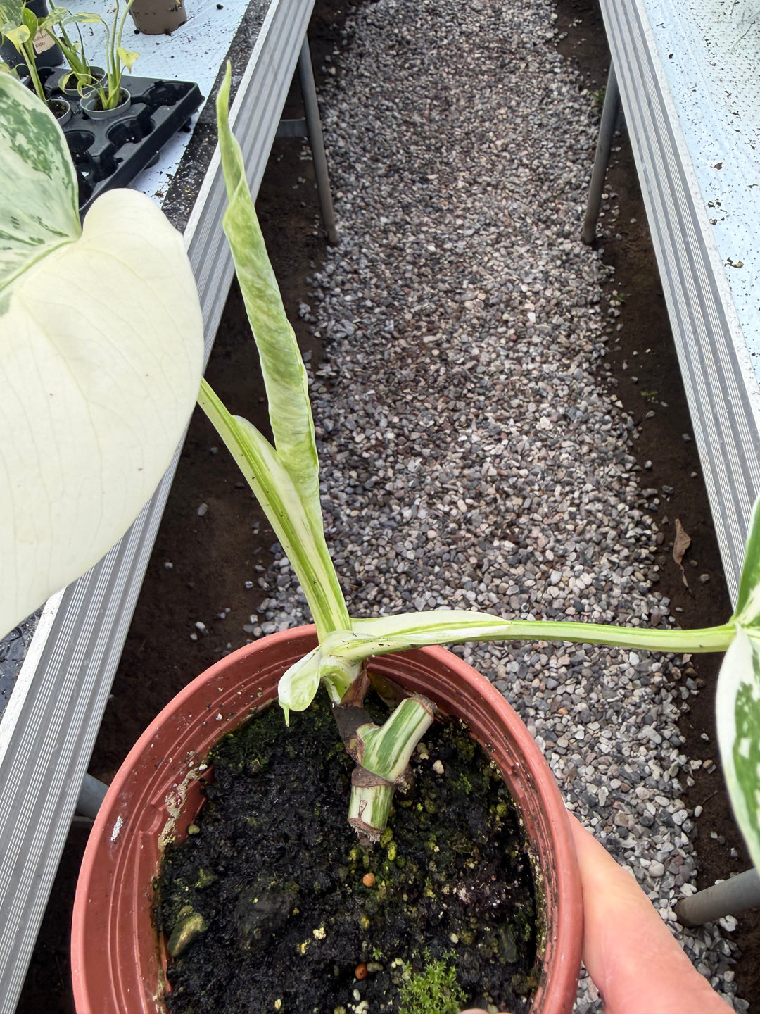 Monstera albo