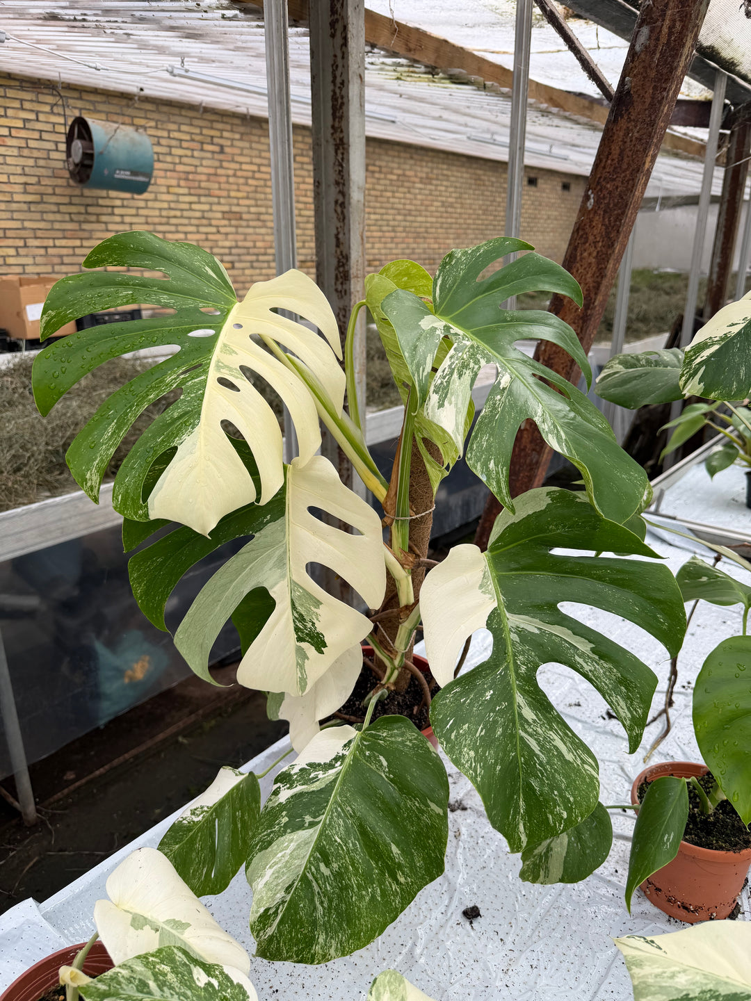 Monstera Albo