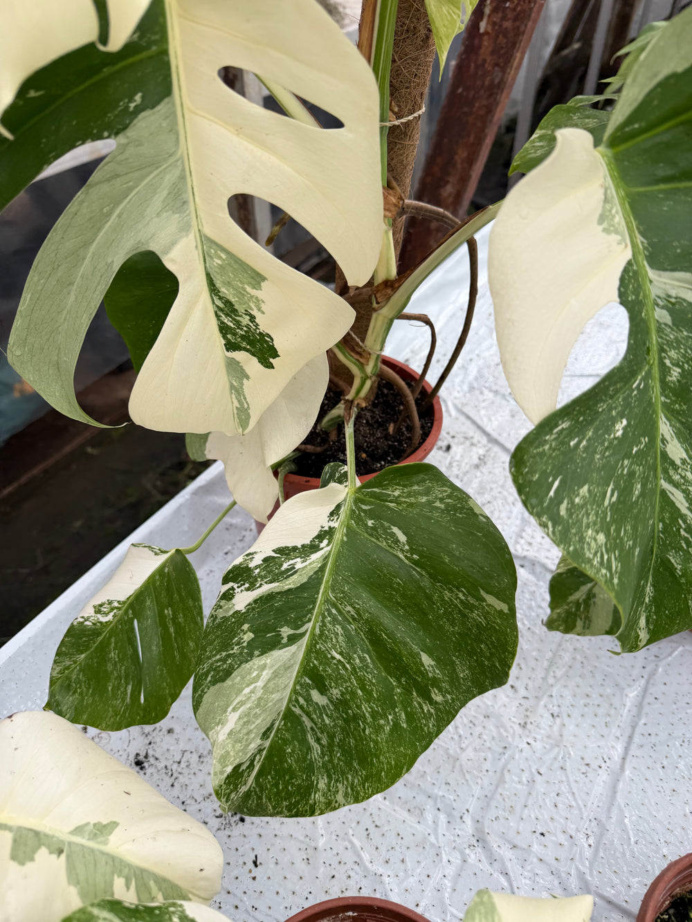 Monstera Albo