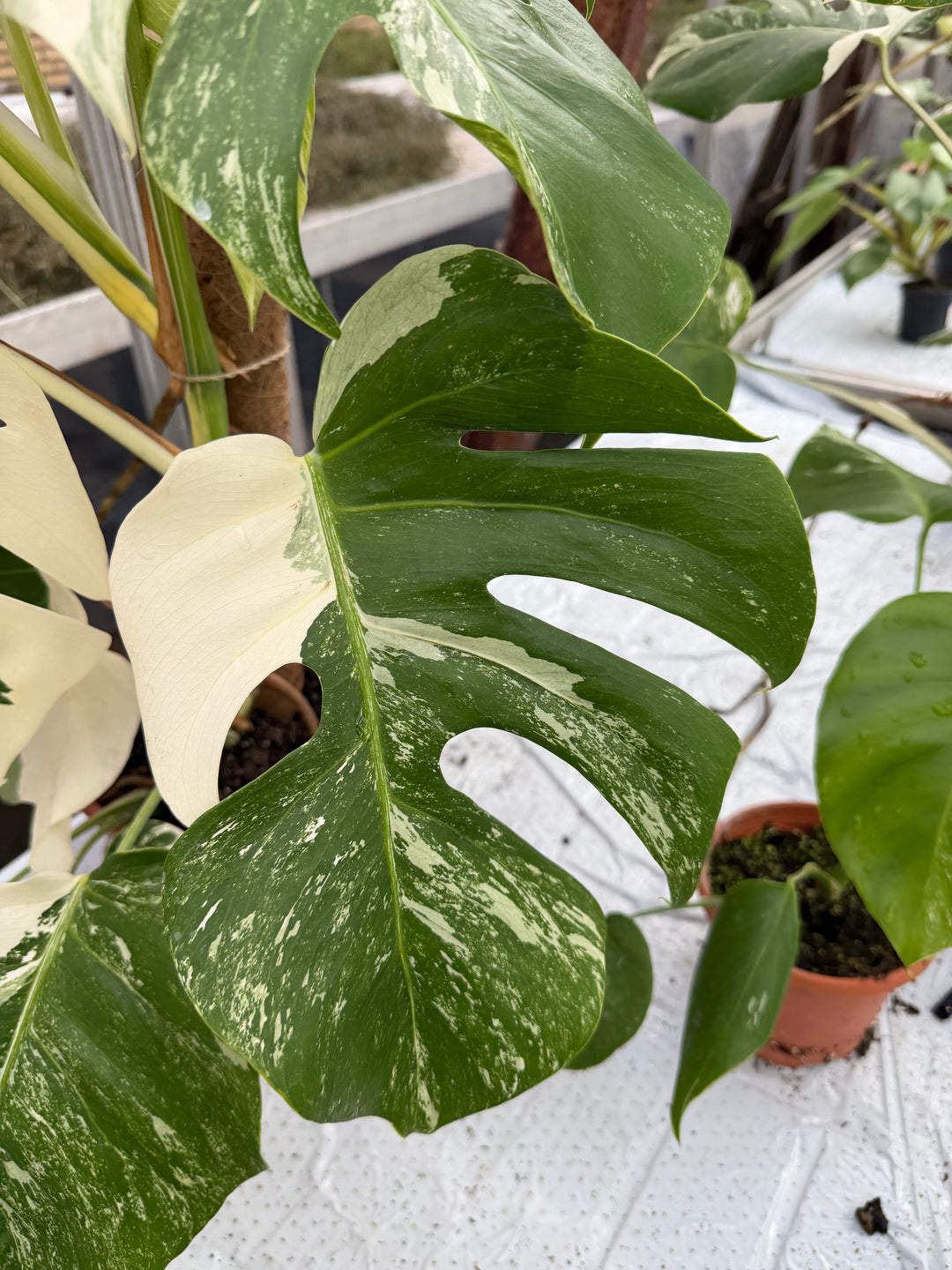 Monstera Albo