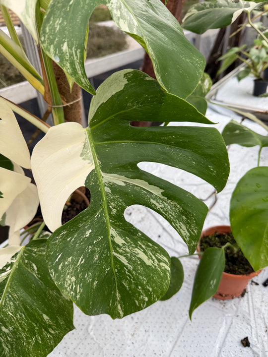 Monstera Albo